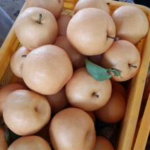 산지직송 전남 나주 고당도 가정용 햇 신고배 첫수확 10kg