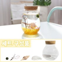 마리모 마리모키우기 마리모키우기세트 물에서키우는식물 수경재배식물 수경재배 수생식물 수경식물 수경재배식물세트, 바다