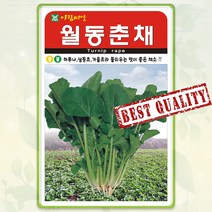 월동 춘채 씨앗 5000립 삼동초 겨울초 춘채씨앗 AR