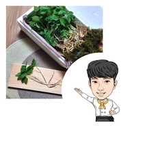 새싹삼 100뿌리내외 2개 산양삼티백 1개 면역력강화 강원도새싹삼 풍부한사포닌 피부건강 면역력에좋은음식, 새싹삼+새싹삼+산양삼티백 1pcs