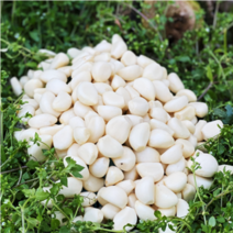 [싱싱다모아] 국산 창녕 깐마늘 대 중 소 1kg (꼭지제거는 옵션2번만), 1봉, 2. 꼭지제거 깐마늘 (대)1kg