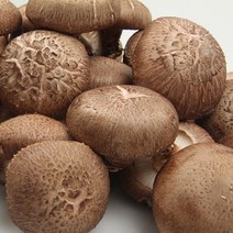 [산지직송]향긋한 영동 생 표고버섯 500g, 생표고버섯(특) 500g