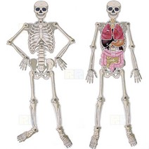 SA 인체골격 내부장기모형