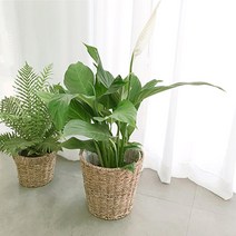 실내 공기 미세먼지 정화 식물 거실 화분 극락조 여인초 아레카야자 뱅갈고무나무 키우기 집들이, 벤자민