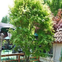 청단풍/실생2년(10주묶음)묘목/c0607, 10개