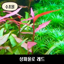 [수초몰] 상파울로 레드 키우기 쉬운 수초, (특가) 1촉