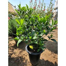 치자나무 향긋한꽃냄새 인기반려식물 03번