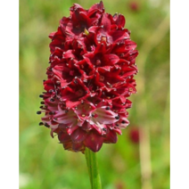 토종 오이풀[2포트]