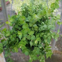 들꽃향기 립살리스 밀리언하트그린 공기정화공중식물화분