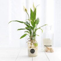 그린테라피 수경재배식물 유리병 실내공기정화식물 수중식물키우기 DIYSET, 스파티필럼+직선