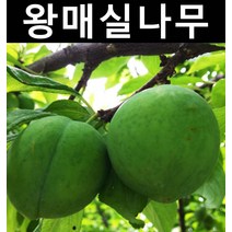 슈퍼왕매실 접목1년(뿌리) 1개/나무 묘목/과실수/유실수