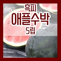 수박씨앗 참외 멜론 박씨 애호박 쥬키니호박 조선호박 단호박 밤호박 맷돌호박 땅콩호박 슈퍼호박 미국호박 수세미 동과 조롱박 텃밭 파종 종자 재배 모음, 19.흑피애플수박씨 5립