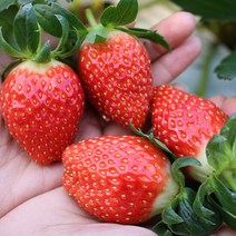 맛좋고 향좋은 산청알찬딸기 상품 55과 내외, 단품