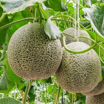 세론이메론 5kg 2개입 당도12브릭스 명절부모님선물