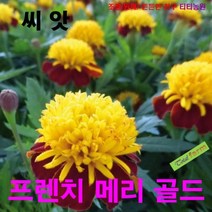 (꽃씨) 팝플러스 프렌치 메리골드 (솔란) 10립, 상세페이지 참조