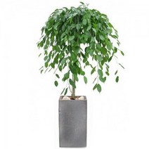 킹벤자민 (FR1095)[개업화분/축하/사무실이전], 1개