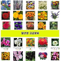 일년생 고급꽃씨 해바라기 페츄니아 비올라 데이지 메리골드 금어초 리시안서스 다알리아 백일홍 천일홍 코스모스 미모사 물망초 마가렛 루드베키아 로단세 나팔꽃 꽃양귀비 캄파눌라 한련화, 1.분꽃 1g