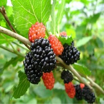 착한가격 나무생각 / 오디나무 / 울트라오디 / R2 / 결실주