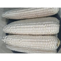 2023년 강원도 홍천 삶은 찐 옥수수 찰옥수수 미백2호(냉동), 1박스