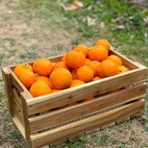 제주도 농장직송 과일 만감류 고당도 카라향, 가정용혼합(못난이) 5kg, 1개