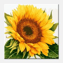 (물감2배) 모모픽스페인팅 돈 들어오는 해바라기 diy 명화그리기 AF4 해바라기 한송이 40x40 개업 선물 카페 인테리어 액자