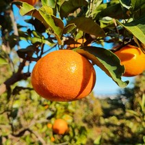 참좋은 제주 하우스 감귤 고당도 노지 타이벡 귤, 5kg(소과), 1개