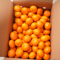 슈퍼특가 산지직송 제주 서귀포 노지 감귤 고당도 귤 가정용 1박스 3kg, 제주 노지 감귤 3KG