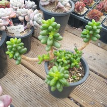 [수암다육] 녹귀란 랜덤발송 Sedum Hernandezii 다육 다육이 다육식물 국민다육 다육이키우기 선인장 미니선인장