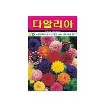 다알리아 씨앗팜 정원 야생화 꽃씨 종자 씨앗 100립