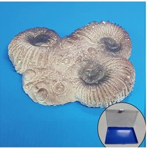암모나이트화석모형(보관케이스포함) MST-515