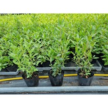 진달래 묘목 포트묘 꽃모종 중묘 대묘, 대묘(30cm이상)