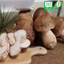 무농약 생 송이향버섯 1kg(가정용~피클용)/bh 송이버섯맛 표고버섯향 친환경 신품종 표고버섯