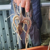 (장흥 낙지)장흥 앞바다의 싱싱한 낙지를 가정으로 배달해 드립니다., 1.세발낙지 1마리(마리당40g내외)