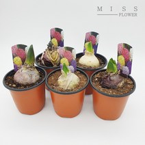 꽃집아가씨 히야신스 기본포트/구근식물/6가지 색상/낱개판매, 히야신스 기본포트-색상(빨강)
