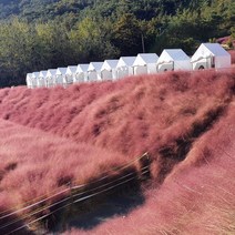 꽃객프로젝트 핑크뮬리 씨앗 1g (600립), 1개