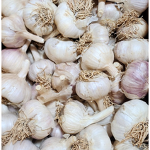 국내산 홍성 홍산마늘 종자 1kg 햇마늘 씨마늘 통마늘 마늘 씨앗 코끼리마늘 건마늘 흙 장아찌 반접 한접 육쪽마늘 주아 식용 쪽마늘
