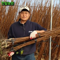 감나무 묘목 1년생 흑감 대봉 차량단감 둥시 야오끼대봉 태추단감 두리 월하 단감나무 묘목, 태추단감(배단감), 특묘