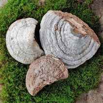 지리산 말굽버섯 야생 말굽 말발굽 버섯 절편 300g 600g, 말굽버섯 300g 절편