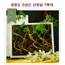 산양산삼 선물세트 장뇌삼 산양삼 강원도 장내삼 산삼초 자연 장뢰삼 신삼잎 산삼뿌리 야생 산삼 7주세트
