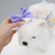강아지앞머리핀 판매 사이트 모음