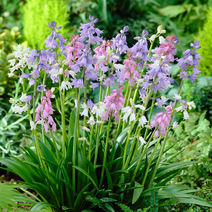 식물마켓 히아신소이데스 구근 특선, 히아신소이데스 03. 히스패니카 화이트 5구