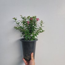 무배특가 플랜테리어 목백일홍 야생화 중대품 25-40cm 119
