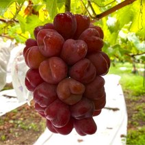 초고당도 씨없는 고당도 마이하트포도, 마이하트포도 1kg 2수