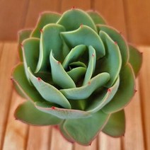 비취후리데 키우기 쉬운 실내 다육식물 화분포함1-90랜덤