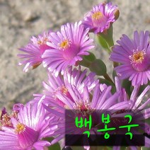 허브여울다육 백봉국(백봉구) 지름 9cm 소품 다육화분, 3개