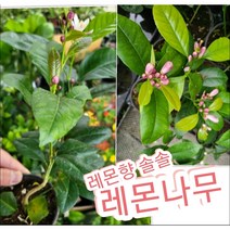 레몬나무/꽃향에 반하고 레몬 열매에 또반하구