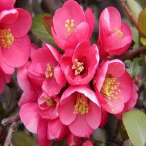 가시없는 명자나무 분묘 봄꽃나무 찐분홍