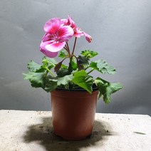꽃백화점 제라늄 페라고늄 소품 10~25cm 29