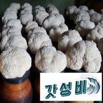 노루궁뎅이버섯 키우기 1+1 종균 무농약 자연 체험 요리 효능