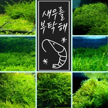 [미초] 새우가 좋아하는 수초 / 초보자용 수초 / 활착수초 / 음성수초 / 치어 수초, 10. 버터플라이 모스 (5x5)